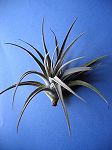 TILLANDSIA : GEMINIFLORA